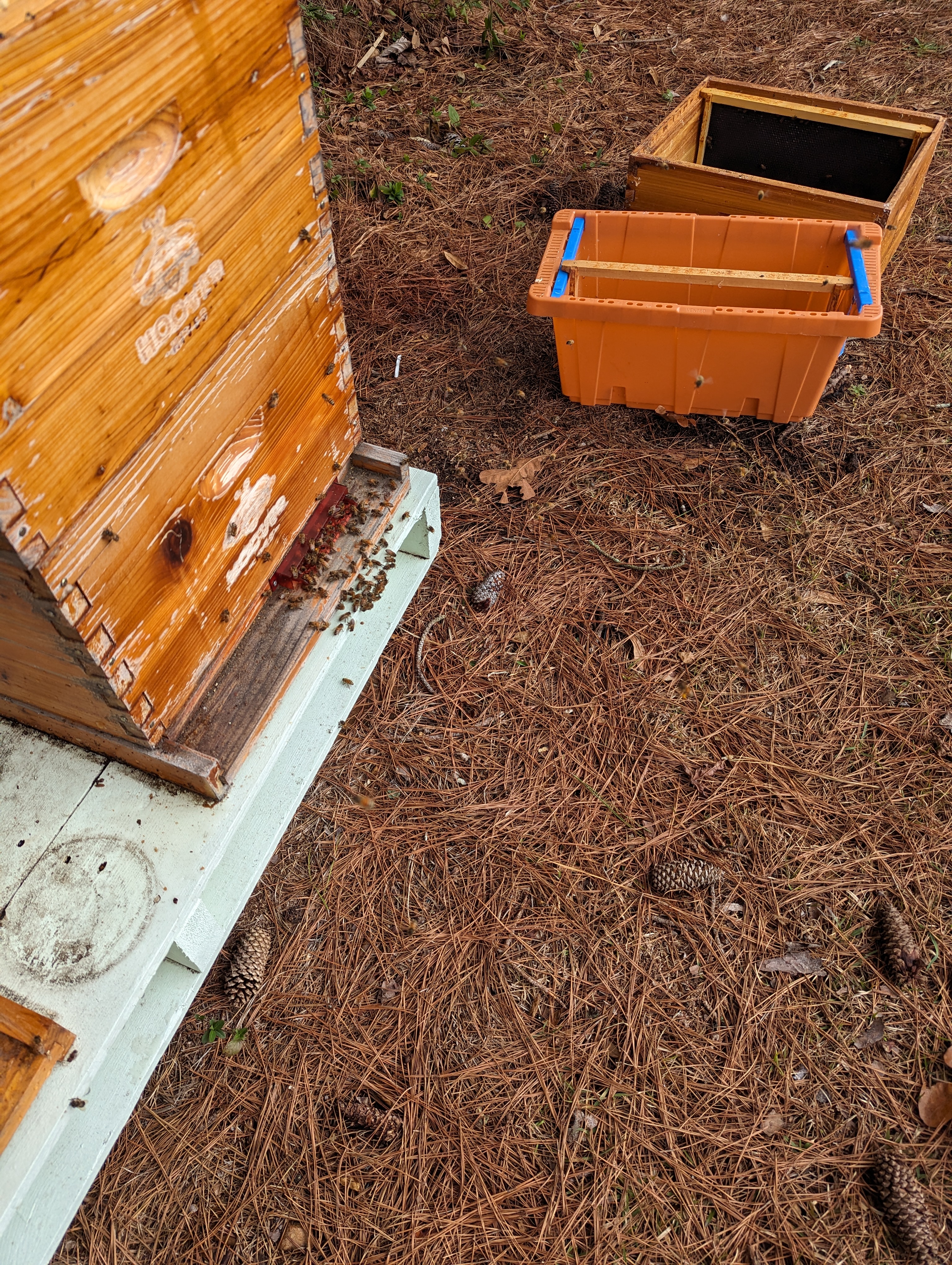 Beehive Update